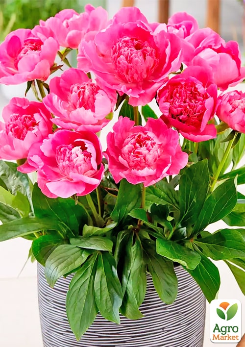 Півонія Патіо "Pink"