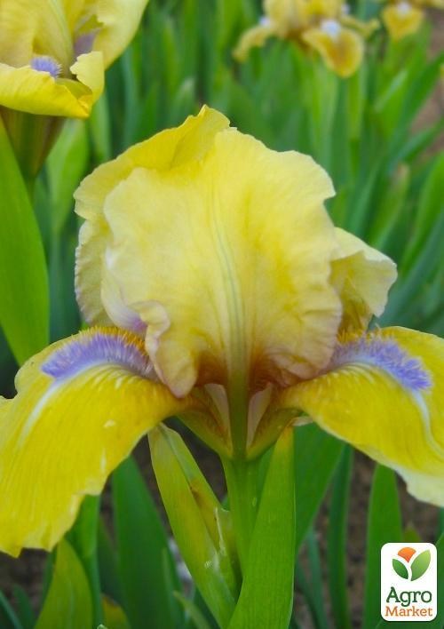 Ірис карликовий "Stockholm" 1шт в упаковці