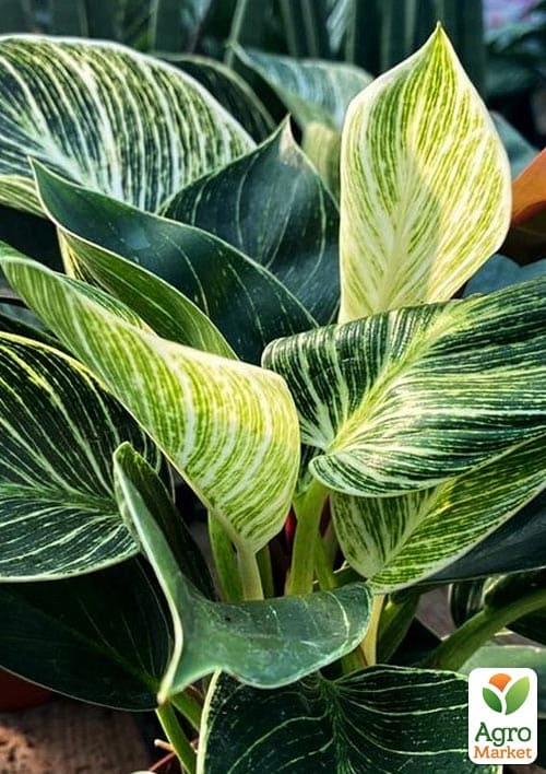 LMTD Філодендрон "White Wave" висота 30-40см - фото 6
