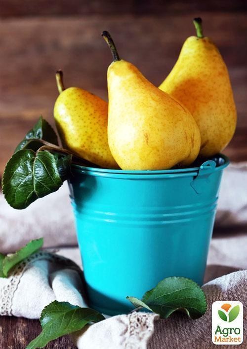 Эксклюзив! Груша желто-золотистая "Сладкий аромат" (Sweet aroma) (французская селекция, премиальный высокоурожайный сорт) - фото 7