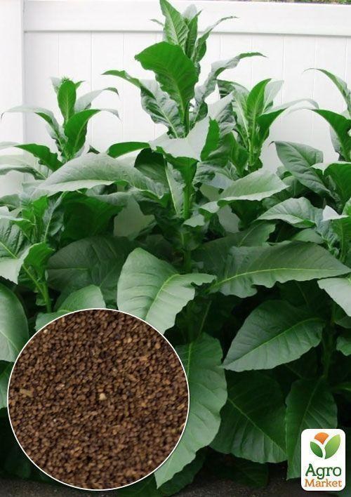 На вагу насіння Тютюн для паління "Берлі" ТМ "Весна" ціна за 1г