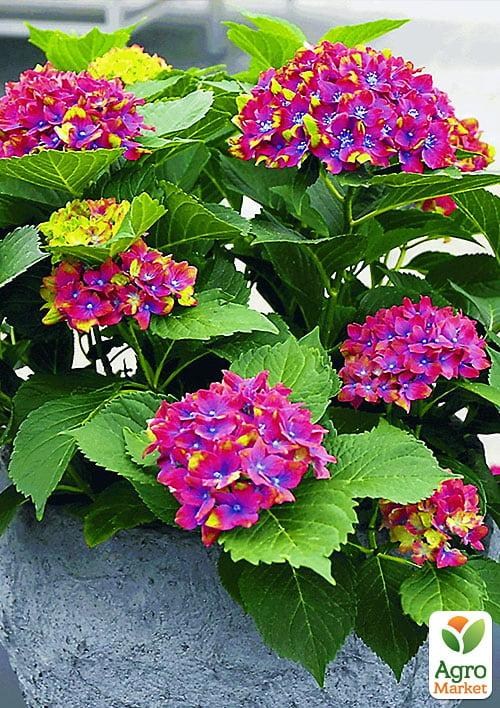 Гортензія крупнолистна рожево-синя "Замок Вакербарт" (Schloss Wackerbarth)