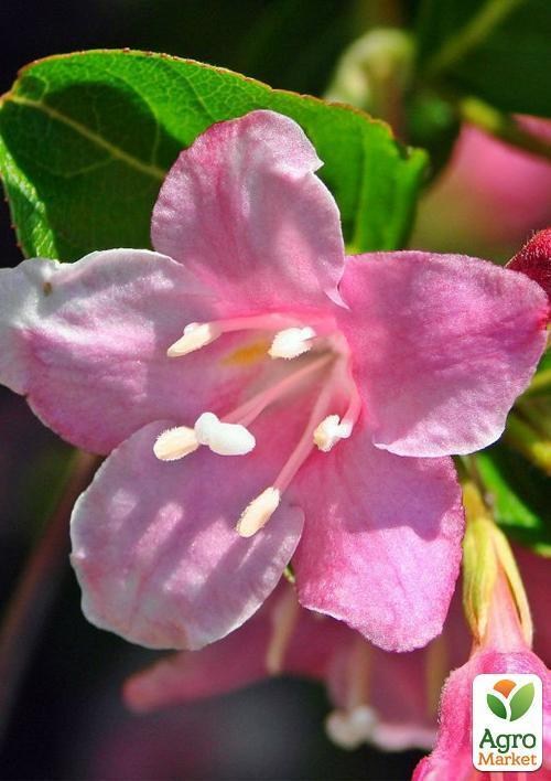 Вейгела цветущая розовая 