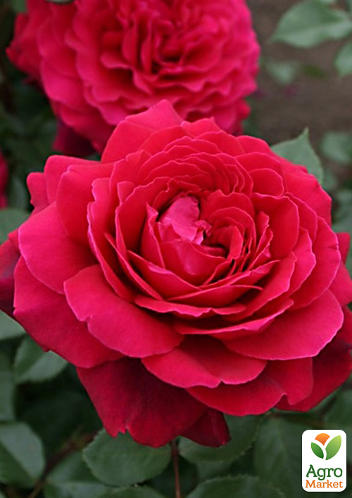 Роза в контейнере чайно-гибридная "Bellevue" (саженец класса АА+) - фото 3