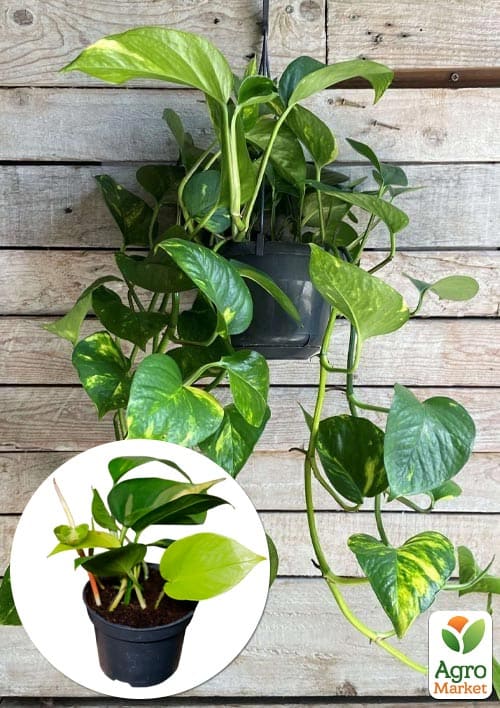 Эпипремнум "Pinnatum" 20-30см