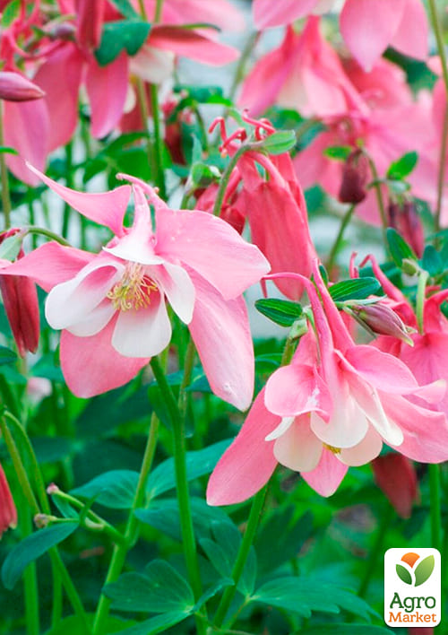 Аквілегія "Biedermeier" 1шт в упаковці - фото 4