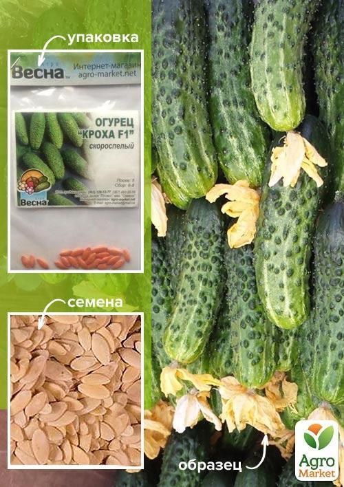 Огірок оброблений "Кроха F1" (Зипер) ТМ "Весна" 0.5г