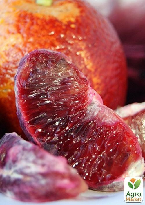 Апельсин "Моро" - фото 3