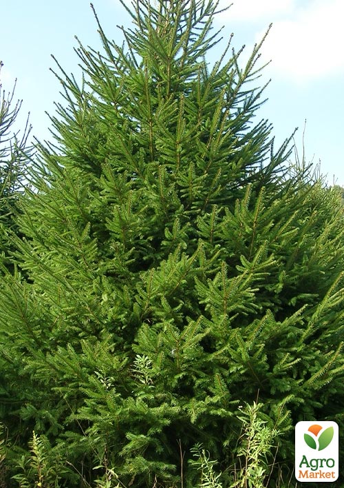 Ялина європейська "Королева саду" (Queen of the garden) горщик P9