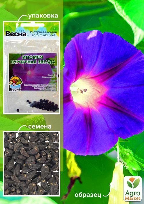 Іпомея "Пурпурова зірка" (Зипер) ТМ "Весна" 1г