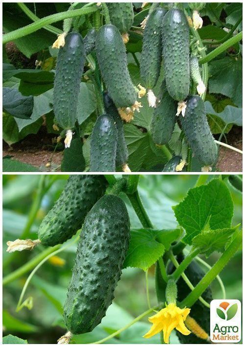 На вагу Огірок "Фенікс 640" ТМ "Весна" ціна за 5г - фото 4