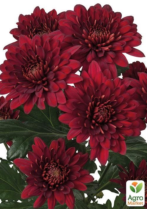 Хризантема кустовая среднецветковая "Milwaukee Red" 