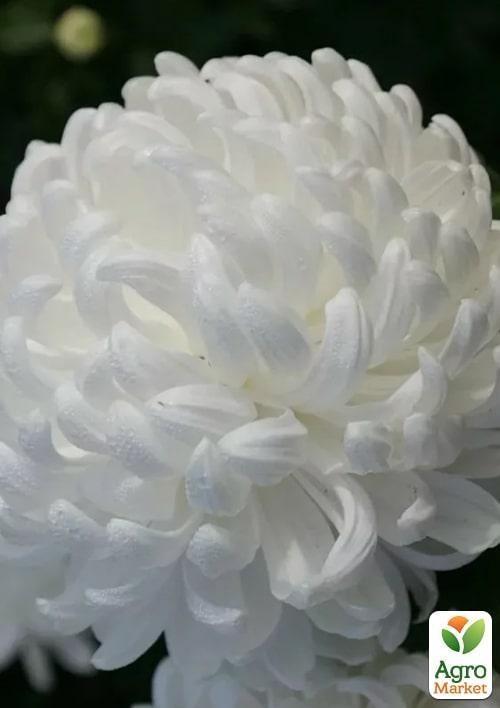 Хризантема "Cosmo White" (Нідерланди)