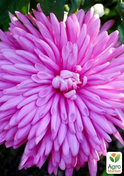 Хризантема корейская "Людмила" (укорененный черенок высота 5-10 см) 