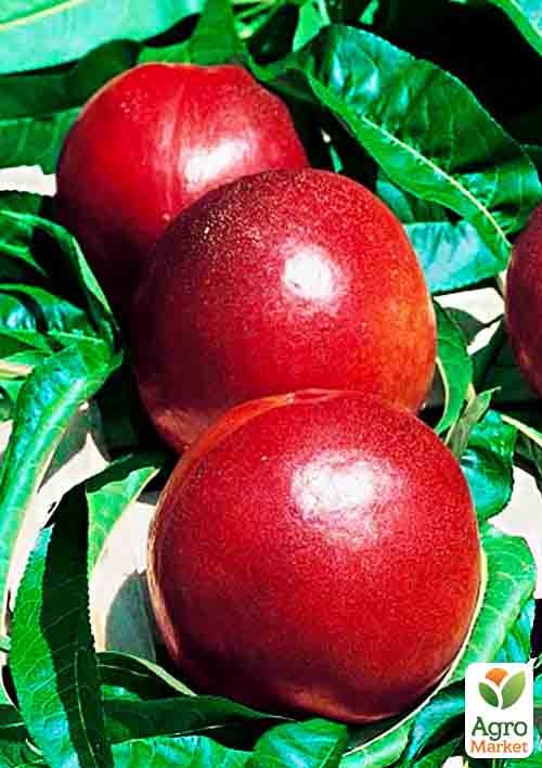 Нектарин "Ванг-3" (лысый персик, летний сорт, средний срок созревания)