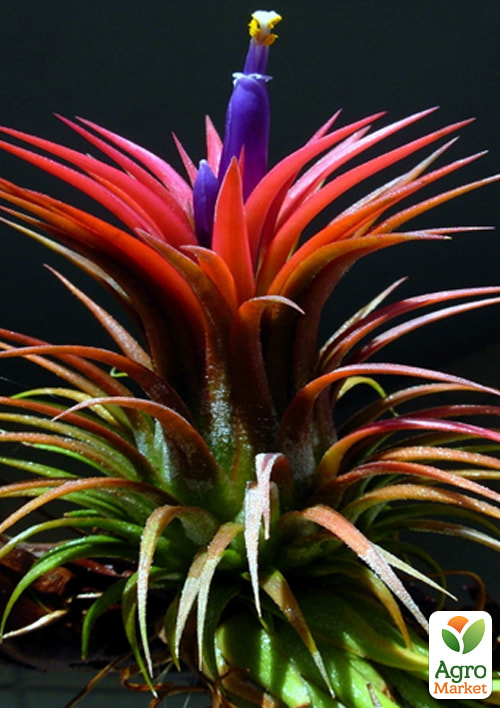 Тілландсия атмосферна "Іонанта" (Tillandsia Ionantha) - фото 7