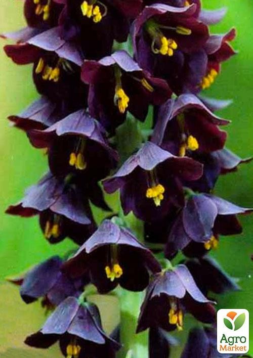 Фрітіларія "Persica" 1шт в упаковці