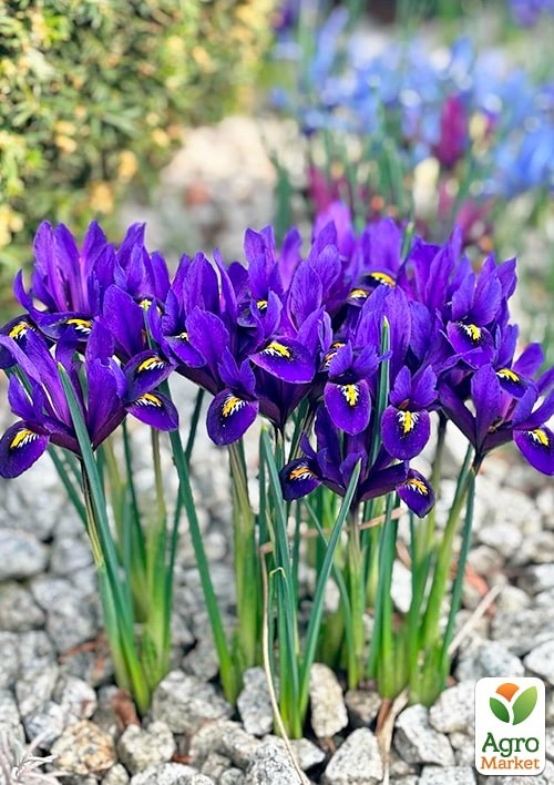 Ирис морозостойкий "Pixie" 5шт в упаковке - фото 2