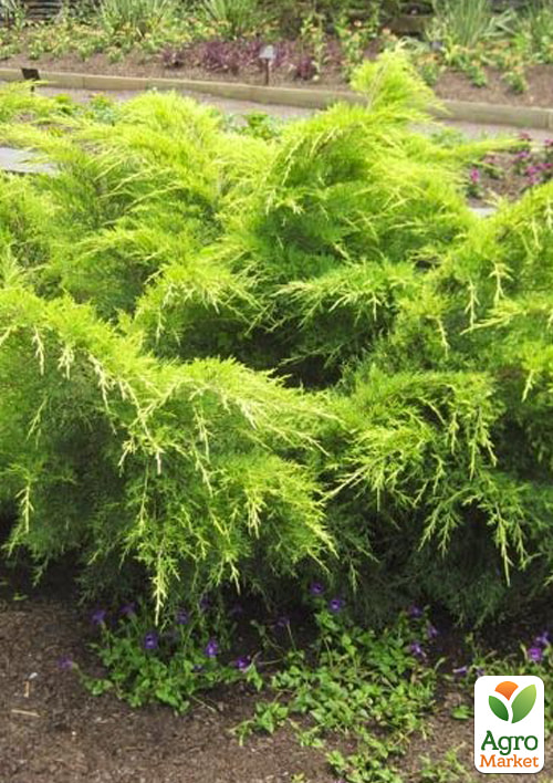 Можжевельник средний "Gold Coast" (ком/сетка) диаметр 100-120 см - фото 3