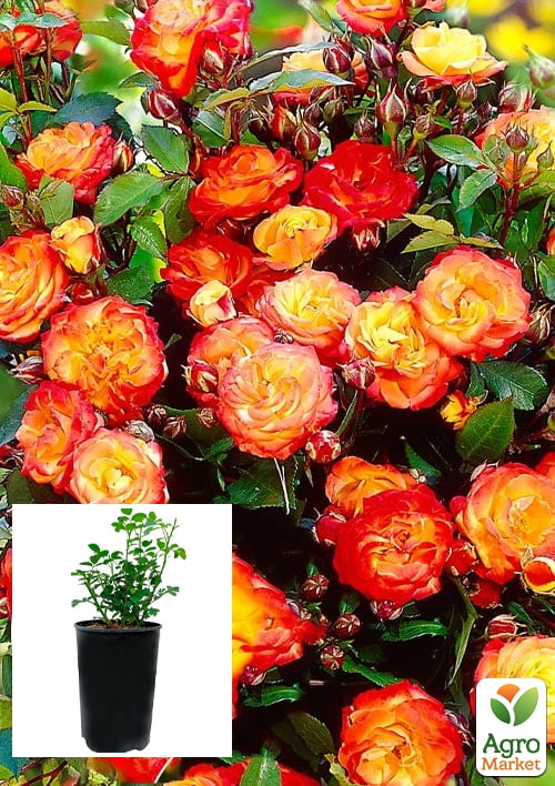 Троянда в контейнері плетиста "Rumba" (саджанець класу АА+)