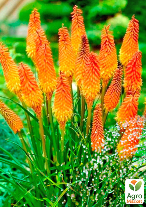 Книфофия "Kniphofia Indiana" вазон С2 - фото 3