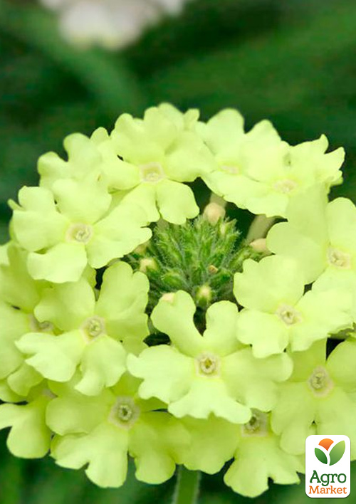 Вербена ампельная "Vanessa Compact Lime" - фото 2