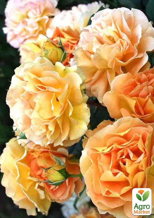 Роза английская "Excalibur" в контейнере, высший сорт - фото 2