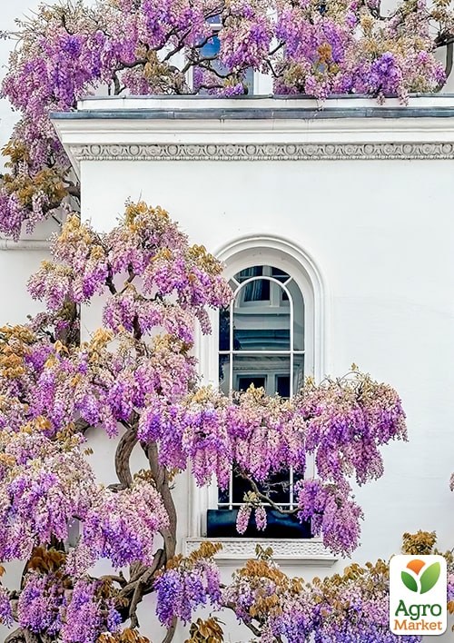 Глициния 3-х летняя японская "Домино" (Wisteria japanese Domino) С2, высота саженца 60-100см - фото 3