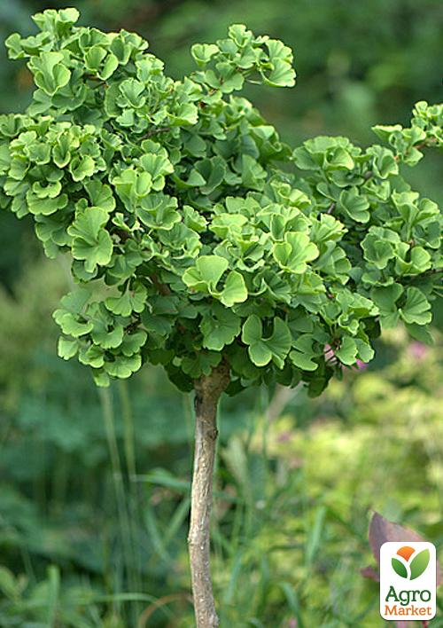 Гинкго Билоба "Двулопастный" (возраст 2 года)