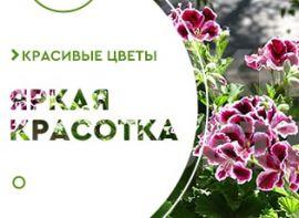Вирощування пеларгонії на вулиці - корисні статті про садівництво від Agro-Market