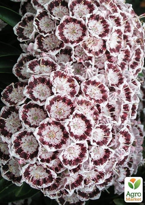 Кальмія latifolia "Nani" - фото 3