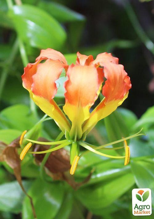 Глориоза "Sparkling Jip"