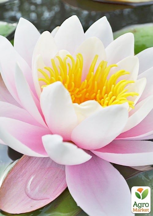 Нимфея "Корнея кораловая"