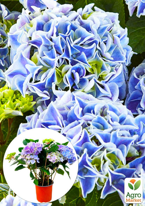 LMTD Гортензия крупнолистная цветущая 3-х летняя "Saxon Candy Heart Blue" (30-40см)
