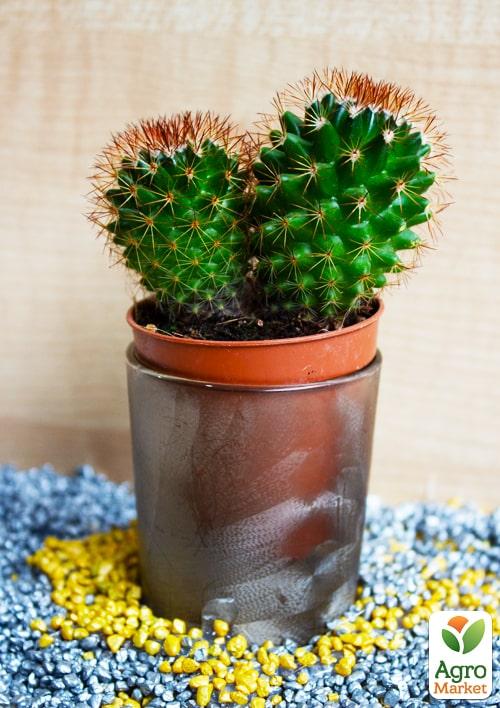 Кактус "Ехінопсіс" (Echinopsis cluster) (Нідерланди)