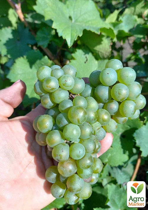 LMTD Виноград "Riesling" (сортовий, укорінений) - фото 2