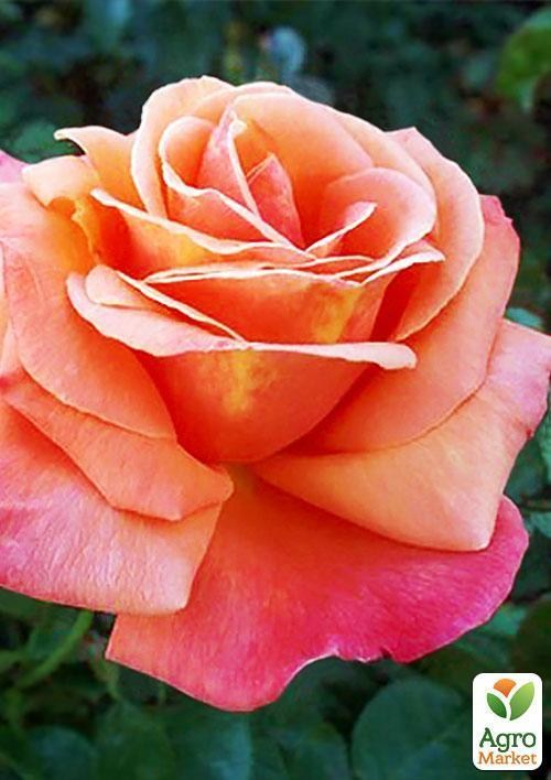 Ексклюзив! Троянда чайно-гібридна лососева-рожева "Мадемуазель Джулія" (Mademoiselle Julia) (саджанець класу АА +, преміальний морозостійкий сорт) - фото 3