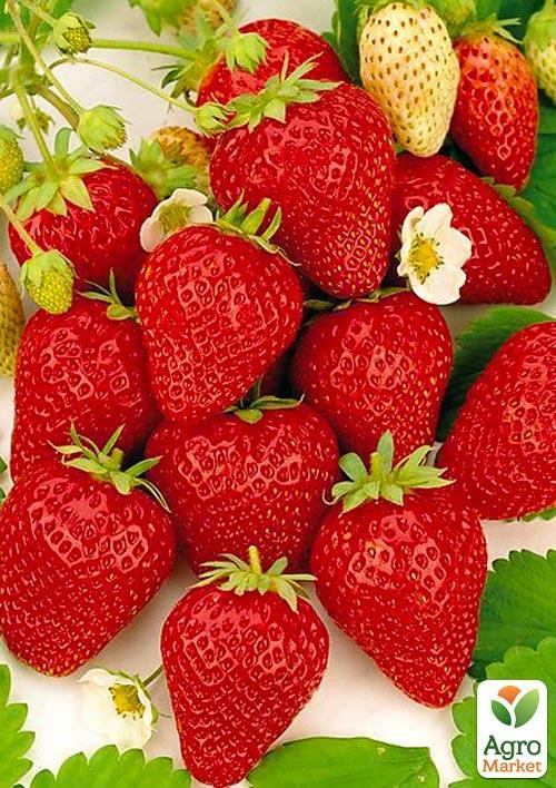 Клубника "Шарлота" (ремонтантный сорт) 