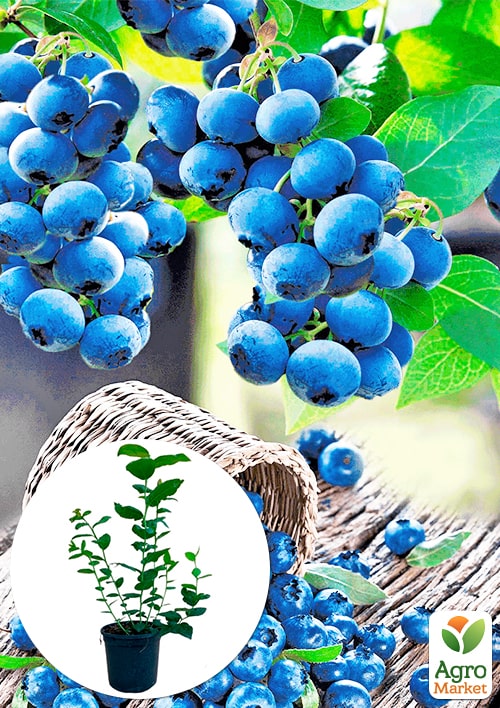 Лохина (чорниця садова) 2 роки "Сієрра" (Sierra) С2 висота 50-60см