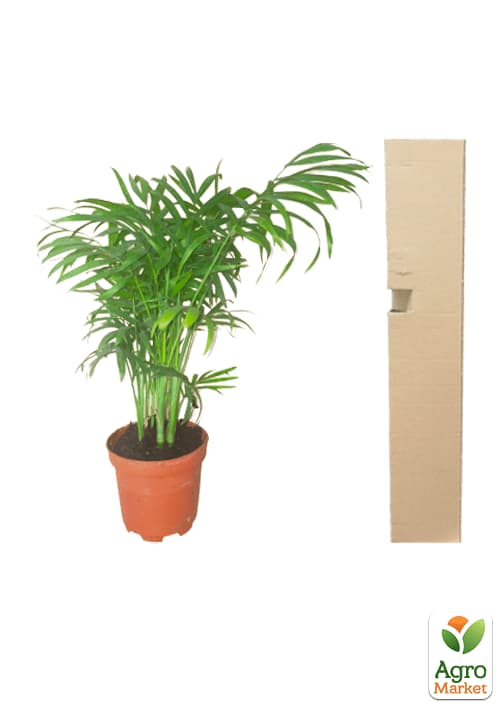 Хамедорея Витончена (Chamaedorea) "Elegans" - фото 5