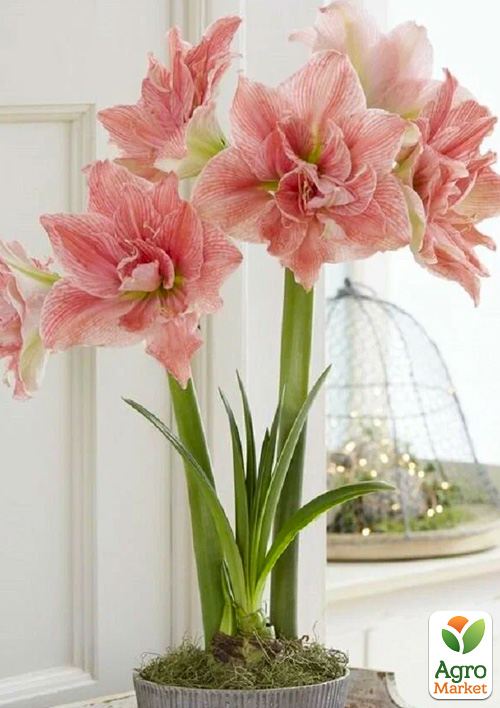 Амариллис (гиппеаструм) махровый в горшке "Sweet Nymph"
