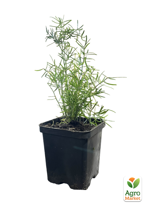 Аспарагус (Asparagus Densiflorus) - фото 5