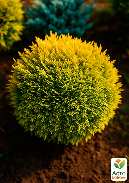 Туя западная "Mirjam" С3, высота 20-30см