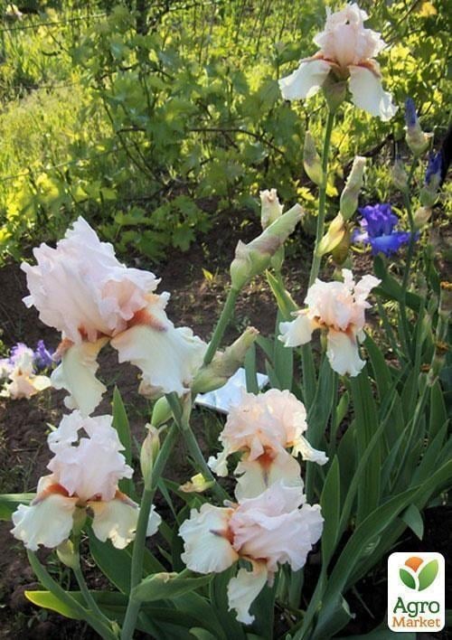 Ірис бородатий великоквітковий "Byella" 1шт в упаковці