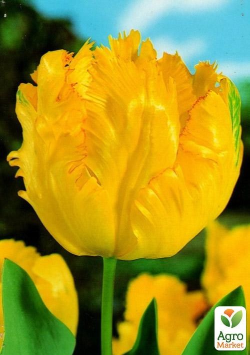 Тюльпан "Texas Gold" 3шт в упаковці