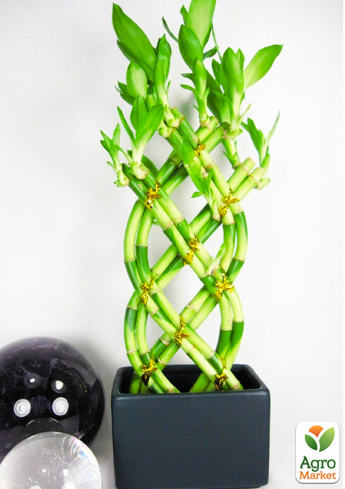 LMTD Бамбук Сандера "Dracaena sanderiana" (высота 20-30см)