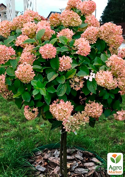 Гортензия метельчатая на штамбе "Graffiti" С3, высота 70-100см