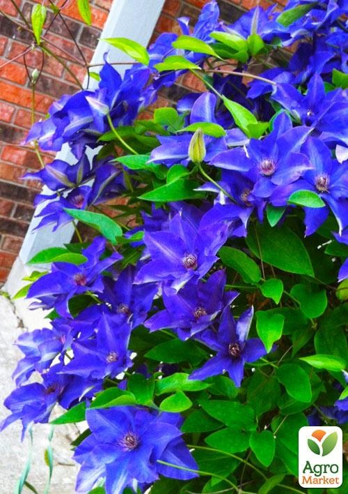 Клематис 3-х летний "The President" С2