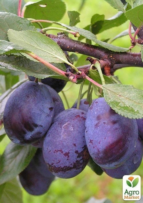 Слива "Стенлі" (осінній сорт, пізній термін дозрівання) - фото 3
