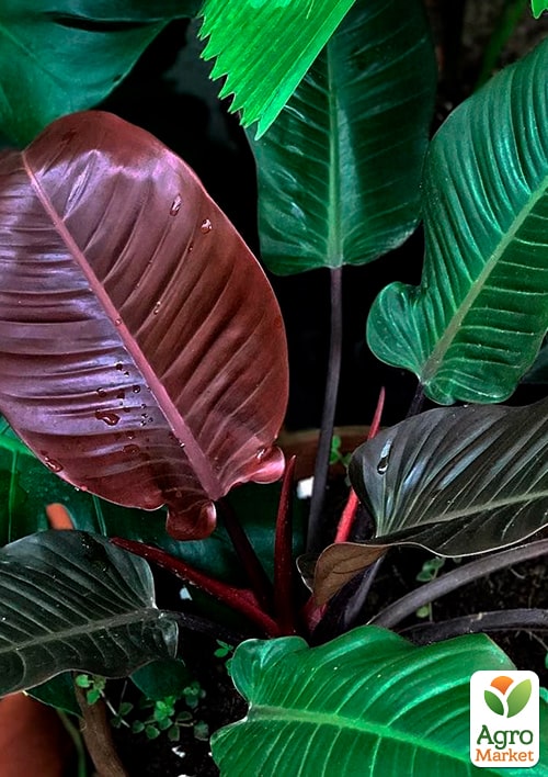 LMTD Філодендрон "BLACK CARDINAL" висота 30-40см - фото 5